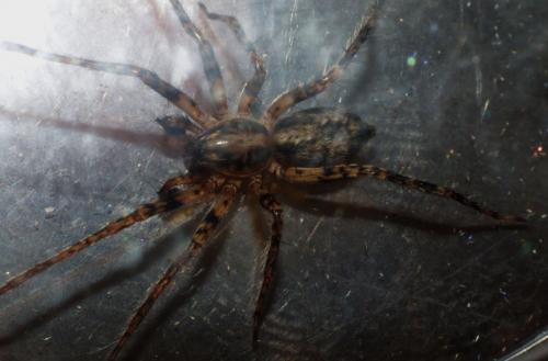 Anyphaena accentuata