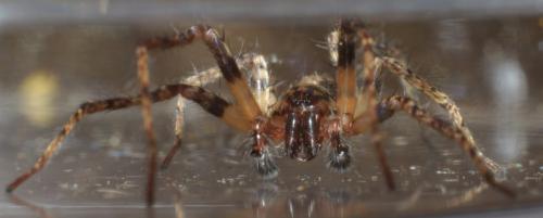 Anyphaena accentuata