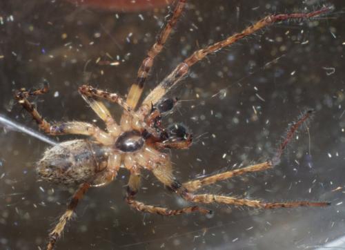 Anyphaena accentuata