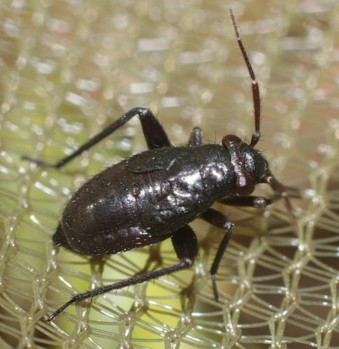 Réf. 182 766 : Orthocephalus sp.