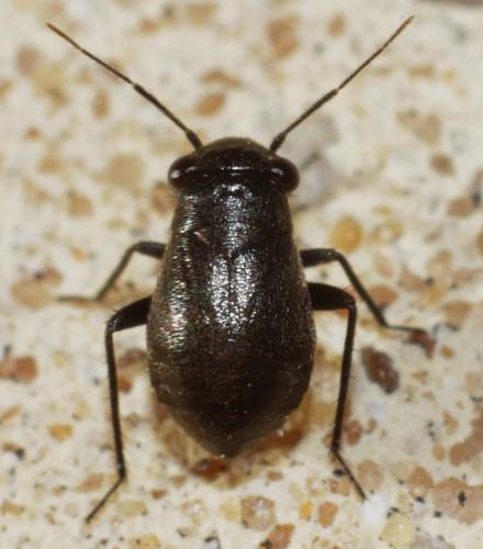 Pachytomella sp.