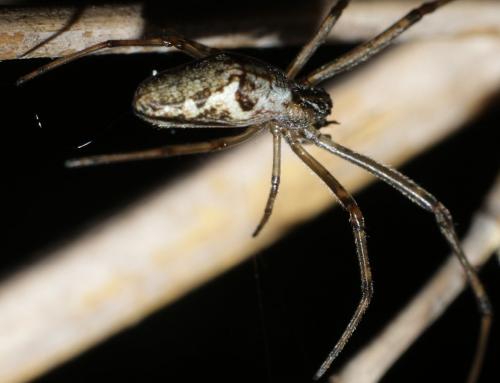 Tetragnatha sp.