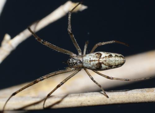 Tetragnatha sp.