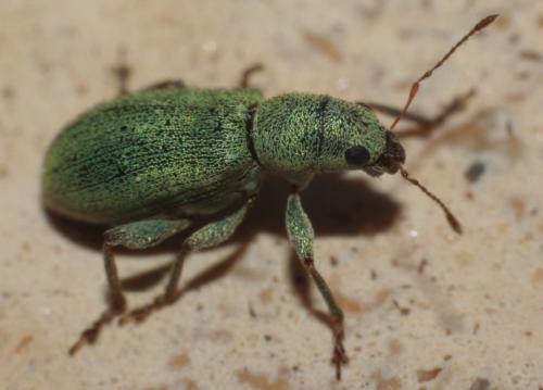 Réf. 182 670 : Pachyrhinus lethierryi