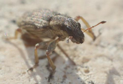 Sitona sp.
