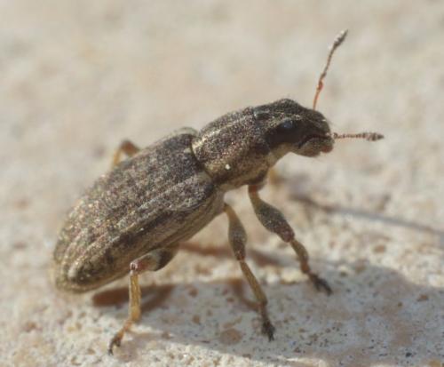 Sitona sp.