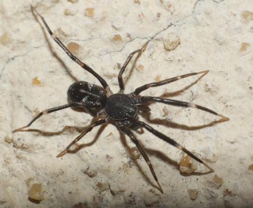 Liophrurillus flavitarsis