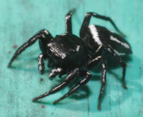 Réf. 182 739 : Heliophanus melinus
