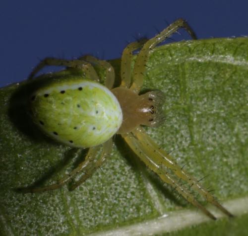 Araniella sp.