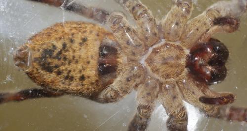 Zoropsis spinimana