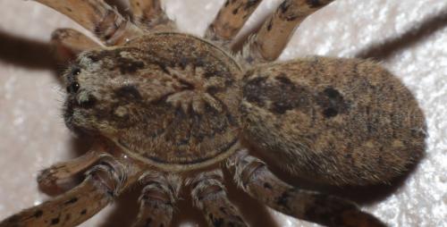 Zoropsis spinimana
