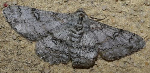Réf. 182 689 : Ascotis selenaria