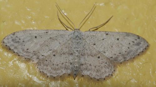 Idaea seriata
