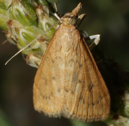Réf. 182 939 : Udea ferrugalis