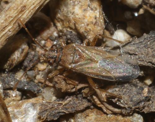 Réf. 182 936 : Nysius sp.