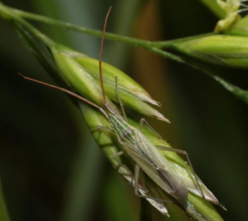 Réf. 182 938 : Trigonotylus sp.
