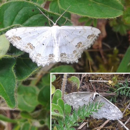 Réf. 182 047 : Scopula ornata