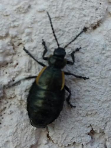Réf. 182 278 : Arima marginata