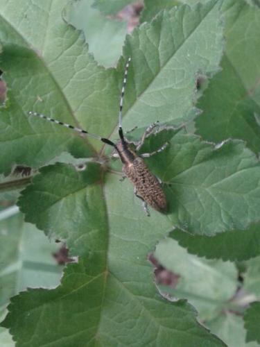 Agapanthia villosoviridescens