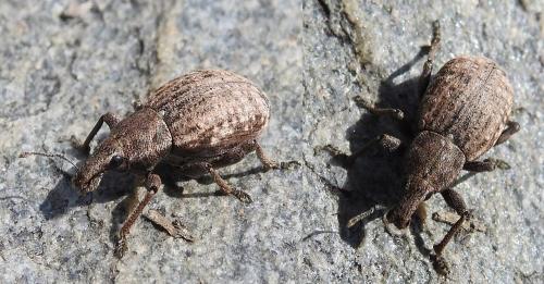 Réf. 182 196 : Barynotus margaritaceus
