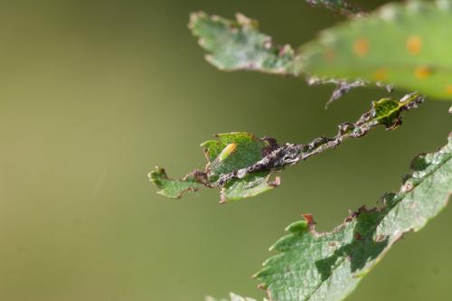 Cacopsylla sorbi
