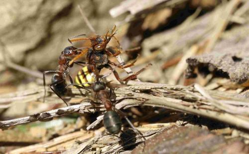 Nomada flava