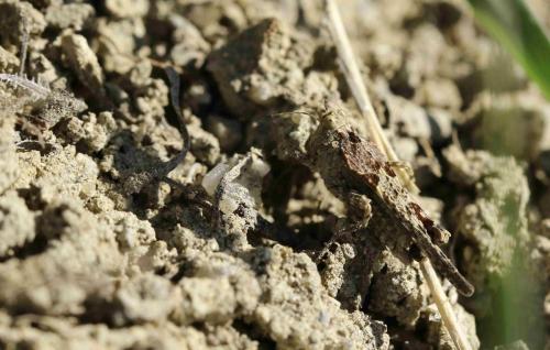 Paratettix meridionalis