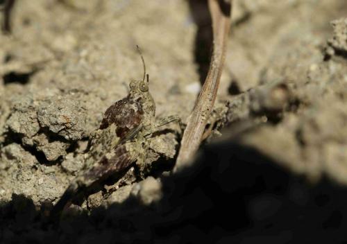 Paratettix meridionalis