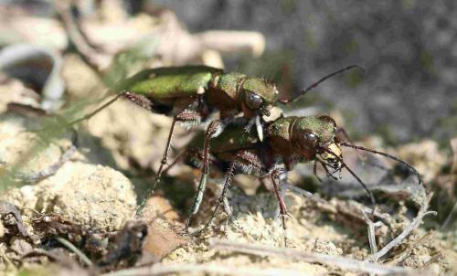 Réf. 182 546 : Cicindela campestris
