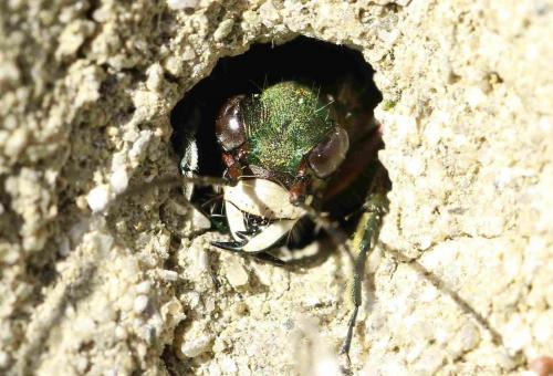 Réf. 182 548 : Cicindela campestris
