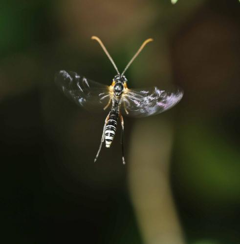 Smicroplectrus quinquecinctus