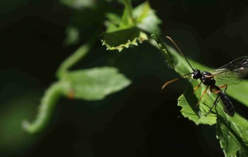 Smicroplectrus quinquecinctus