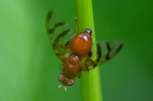 Chetostoma curvinerve