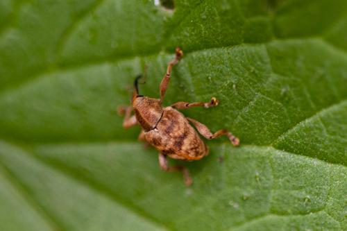 Curculio sp.