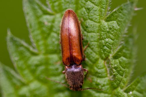 Réf. 182 340 : Athous vittatus