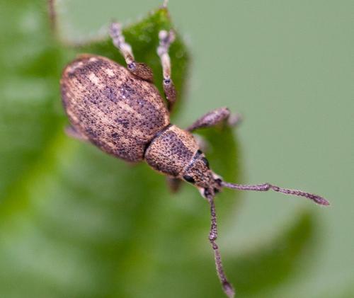 Réf. 182 296 : Peritelus sphaeroides