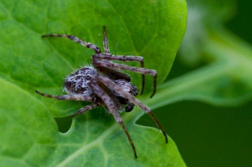 Agalenatea redii