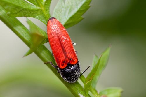 Réf. 182 342 : Ampedus sp.