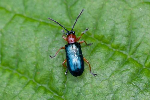 Réf. 182 344 : Oulema sp.