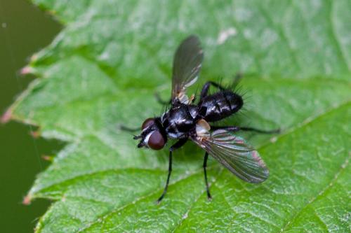 Réf. 182 345 : Phania funesta