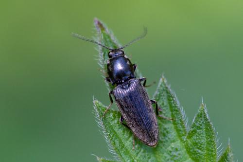 Dicronychus cinereus