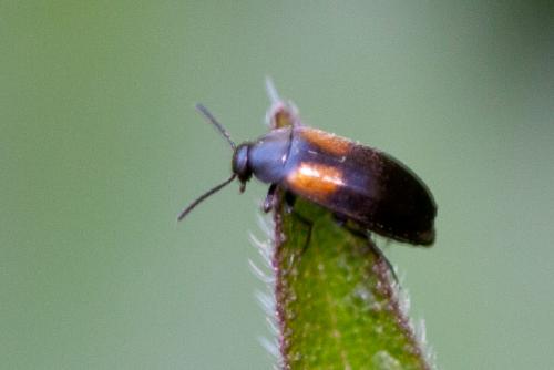 Réf. 182 459 : Anaspis fasciata