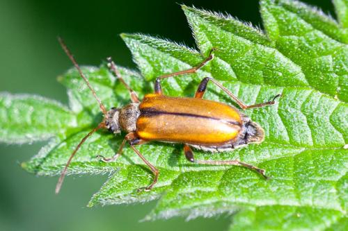 Cortodera humeralis