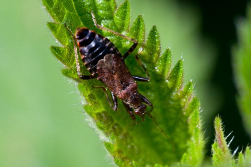 Réf. 182 460 : Himacerus apterus
