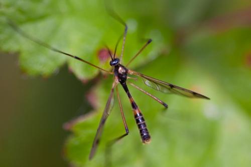 Ptychoptera lacustris
