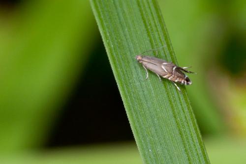 Glyphipterix sp.