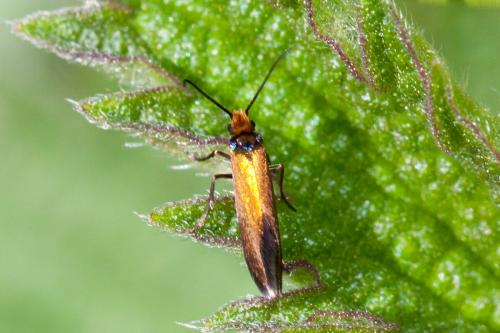 Micropterix calthella