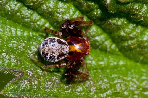 Réf. 182 797 : Xysticus lanio