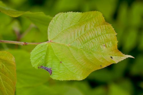 Dasineura tiliae
