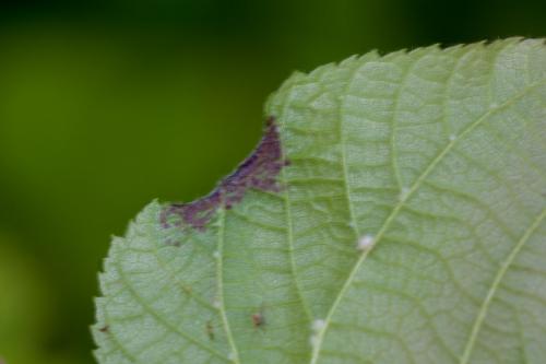 Dasineura tiliae